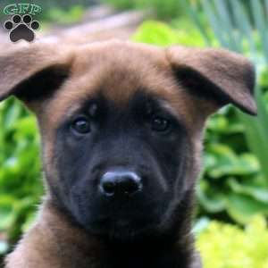Leah, Belgian Malinois Puppy