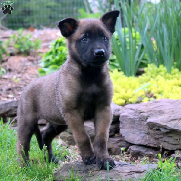Lee, Belgian Malinois Puppy