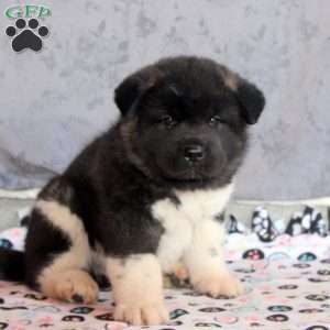 Lee, Akita Puppy