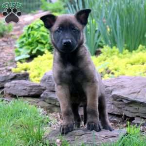 Lee, Belgian Malinois Puppy