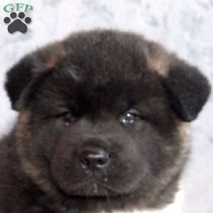 Lee, Akita Puppy