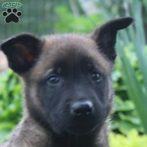 Lee, Belgian Malinois Puppy