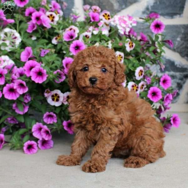 Leif, Miniature Poodle Puppy