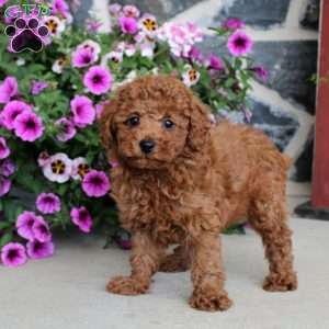 Leif, Miniature Poodle Puppy