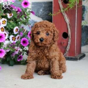 Leif, Miniature Poodle Puppy