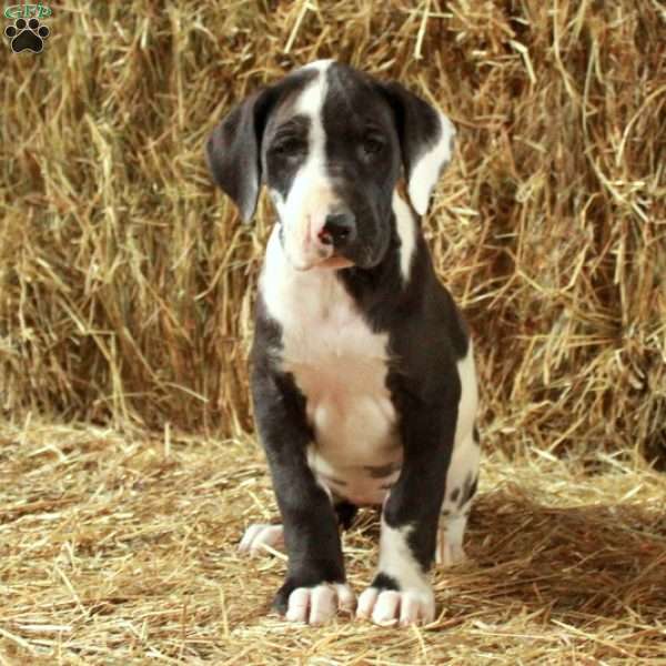 Lena, Great Dane Puppy