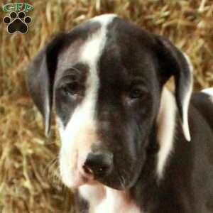 Lena, Great Dane Puppy