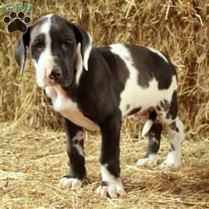 Lena, Great Dane Puppy