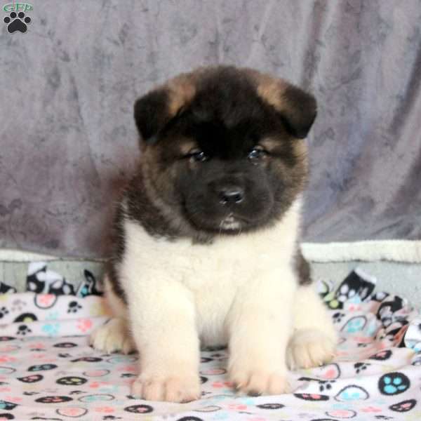Lenny, Akita Puppy