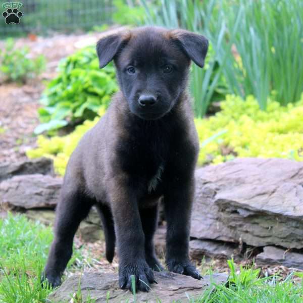 Lenny, Belgian Malinois Puppy