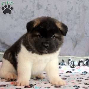 Lenny, Akita Puppy