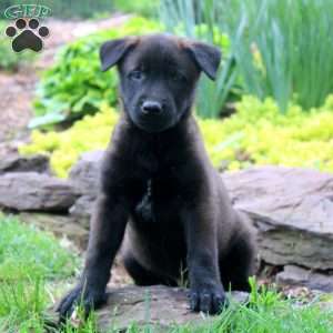 Lenny, Belgian Malinois Puppy