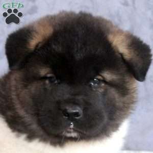 Lenny, Akita Puppy