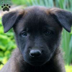 Lenny, Belgian Malinois Puppy