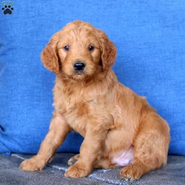 Leo, Goldendoodle Puppy