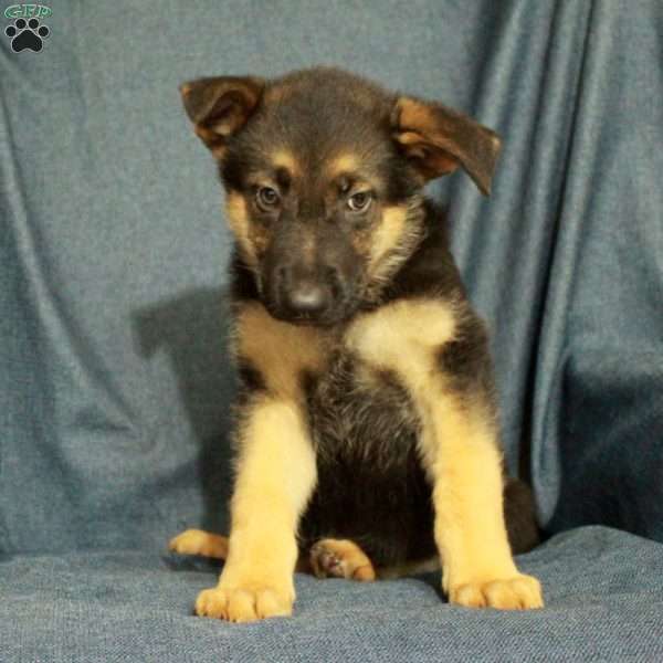 Leo, German Shepherd Puppy