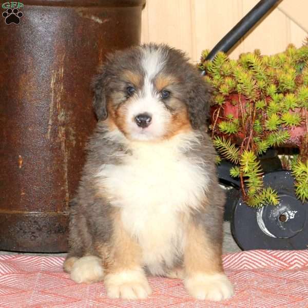 Leo, Bernedoodle Puppy