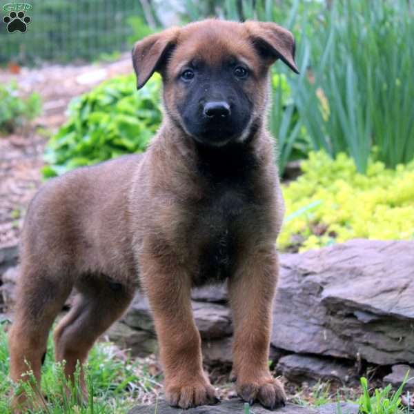 Leo, Belgian Malinois Puppy