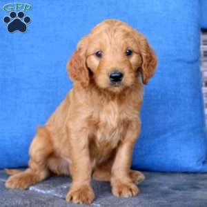 Leo, Goldendoodle Puppy