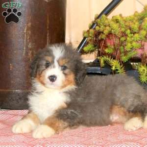 Leo, Bernedoodle Puppy
