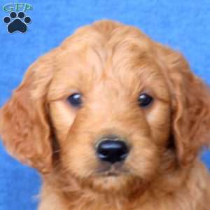 Leo, Goldendoodle Puppy