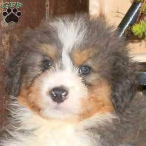 Leo, Bernedoodle Puppy