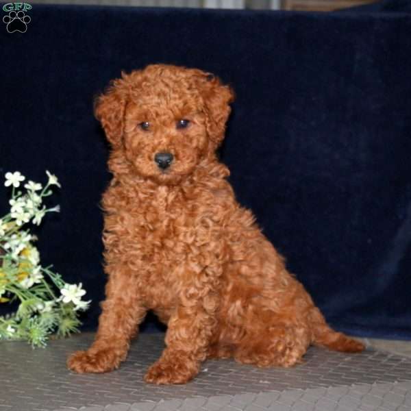 Leo, Miniature Poodle Puppy