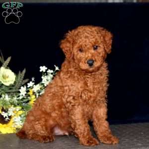 Leo, Miniature Poodle Puppy