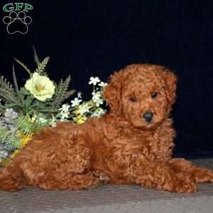 Leo, Miniature Poodle Puppy