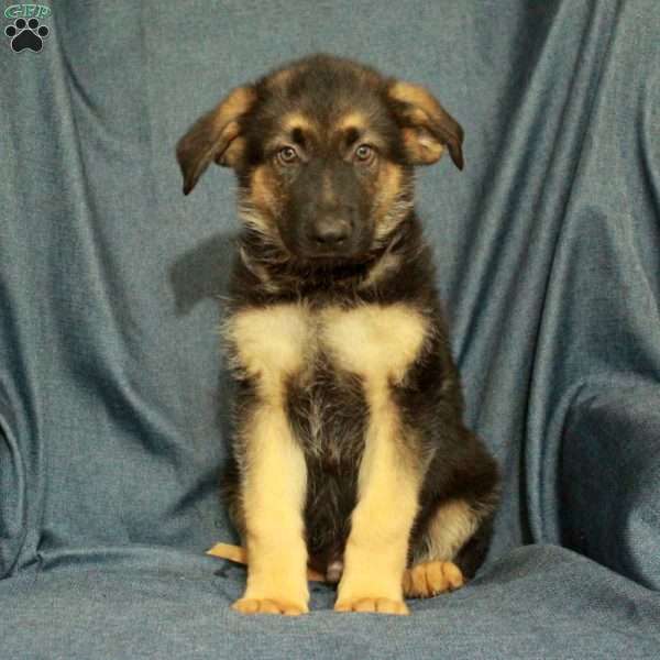 Leto, German Shepherd Puppy