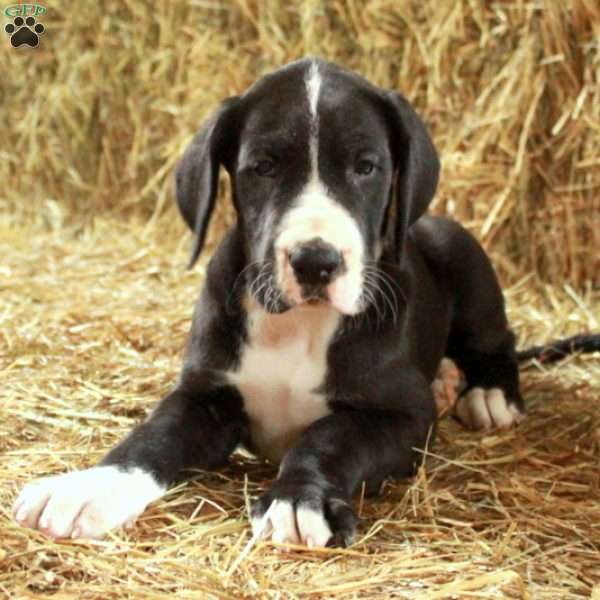 Levi, Great Dane Puppy