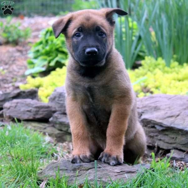 Levi, Belgian Malinois Puppy