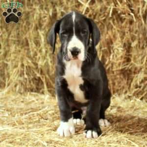 Levi, Great Dane Puppy