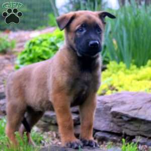 Levi, Belgian Malinois Puppy