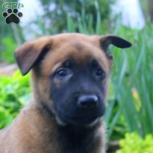 Levi, Belgian Malinois Puppy