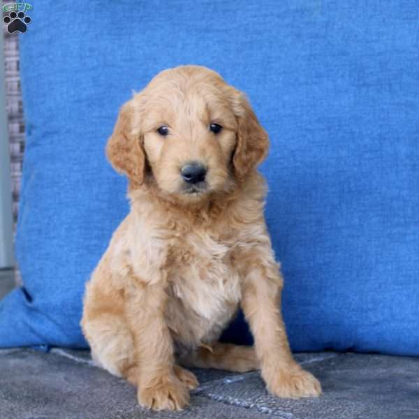 Lewis, Goldendoodle Puppy