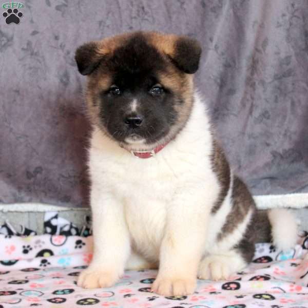 Lewis, Akita Puppy