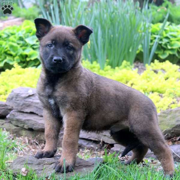 Lewis, Belgian Malinois Puppy