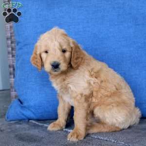Lewis, Goldendoodle Puppy