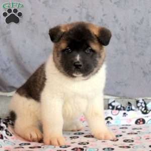 Lewis, Akita Puppy