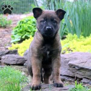 Lewis, Belgian Malinois Puppy