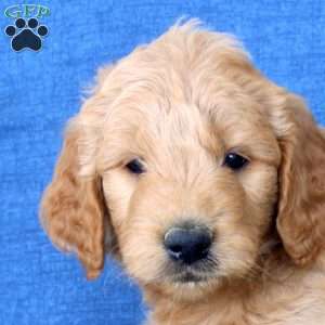 Lewis, Goldendoodle Puppy