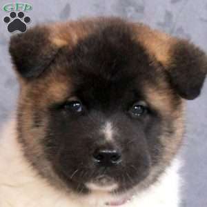 Lewis, Akita Puppy
