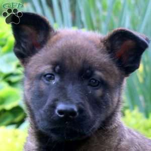 Lewis, Belgian Malinois Puppy