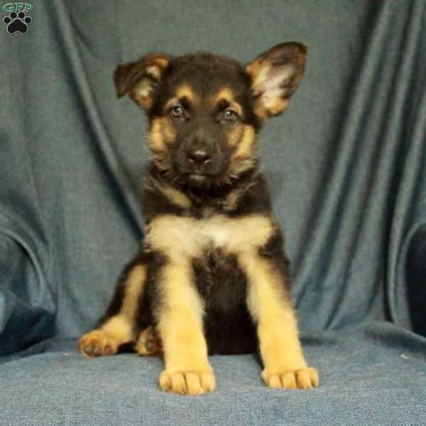 Liam, German Shepherd Puppy
