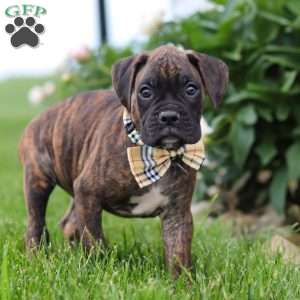 Liam, Boxer Puppy