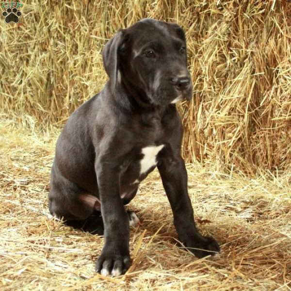 Liam, Great Dane Puppy