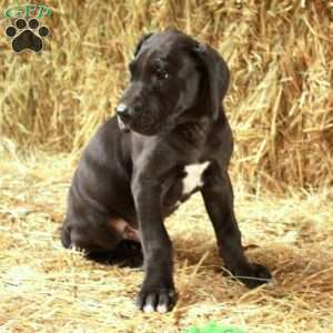 Liam, Great Dane Puppy