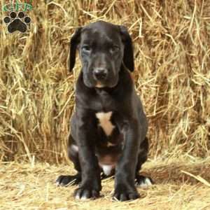 Liam, Great Dane Puppy