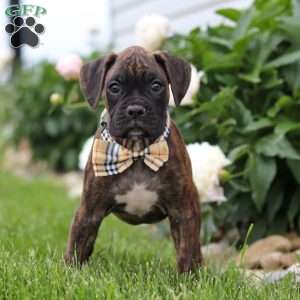 Liam, Boxer Puppy